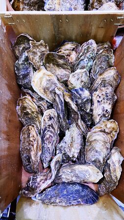 Many fresh oysters are relatively cool. Closeup of oysters in a store. Sea Health Food