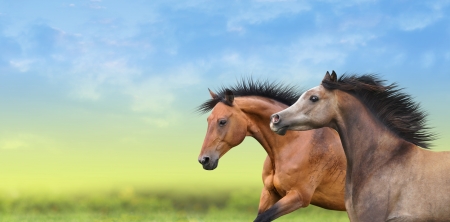 Two brown horses running through the green fieldの写真素材