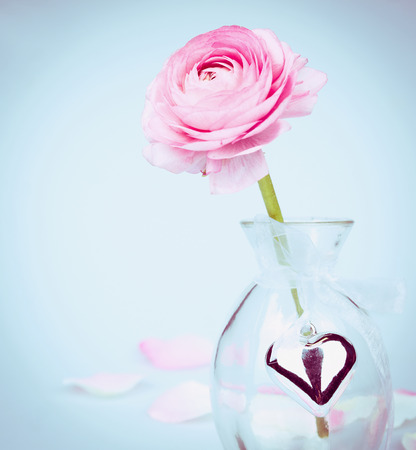 Pink buttercup in glas vase with heart on blue backgroundの写真素材