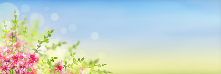 Pink blooming Japanese quince bush on sunny landscape background with bokeh, banner for website