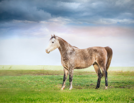 Horse standing on pasture over cloudy skyの写真素材