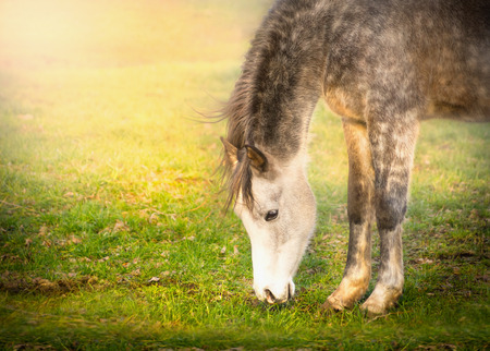 Gray horse graze on sun lightの写真素材