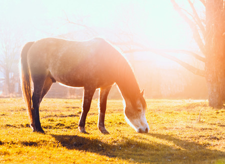 horse grazes on pasture at sunsetの写真素材