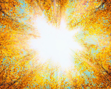 Crown of autumn trees with red yellow leaves against the sky and sunlight, nature background