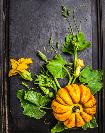 pumpkin Composition with stems, leaves, flowers and small fruits on dark background, top viewの写真素材