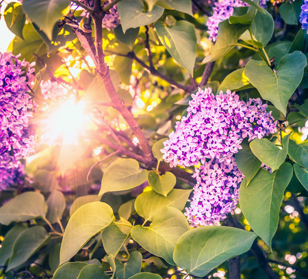sun shines through the bush blossoming lilac, tonedの写真素材
