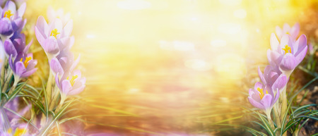 crocus on sunny bokeh nature backgrpond, banner for website