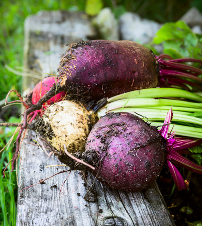 Red beet various on old wooden beam and grass in gardenの写真素材