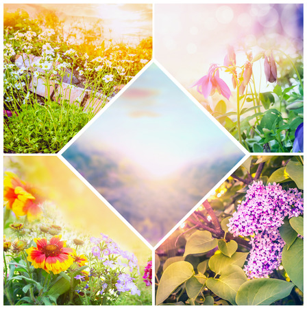 Summer spring garden flowers collageの写真素材