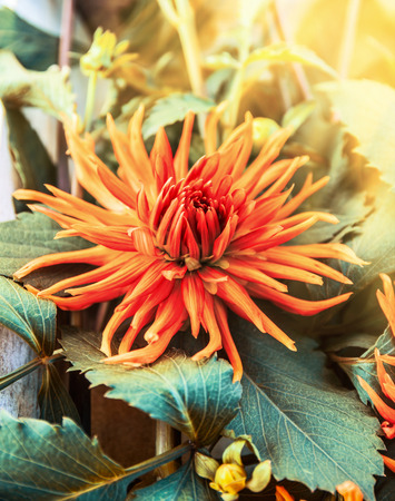 Spiky orange dahlia flower , outdoorの写真素材