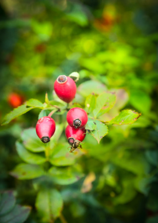 Sweet Briar berries on bunch  in autumn gardenの写真素材