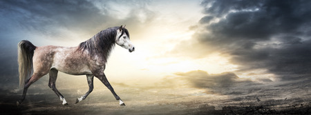 Banner with arabian horse against background of stormy skyの写真素材