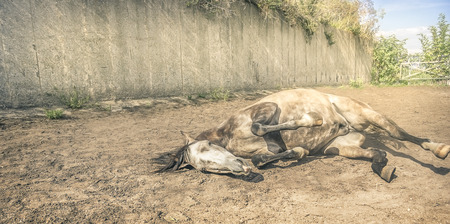 Horse lying in yard in sand, tonedの写真素材