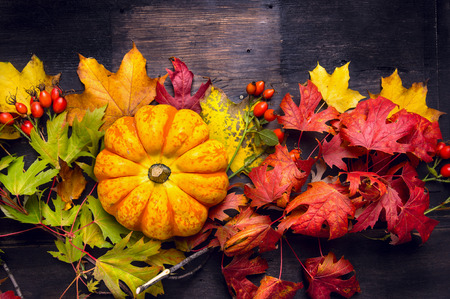 Beautiful pumpkin on colorful autumn leaves, dark wooden background, top viewの写真素材
