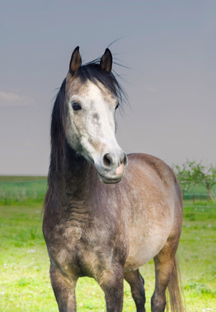 Portrait of gray horse in cloudy weather in pastureの写真素材