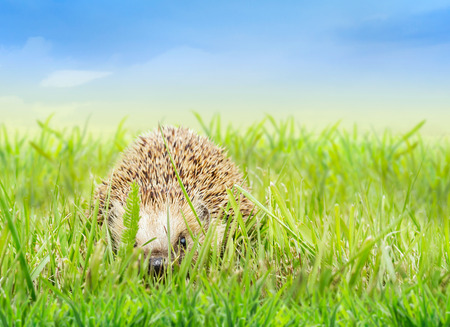 Young hedgehog in grass against blue skyの写真素材
