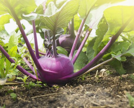 Purple kohlrabi on bed in gardenの写真素材