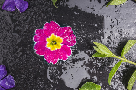 Pink flower and green leaves with water on black tableの写真素材