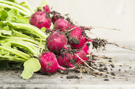 Fresh bunch of radishes on wooden table in gardenの写真素材