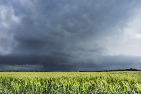 stormy sky over wheat field, nature landscapeの写真素材
