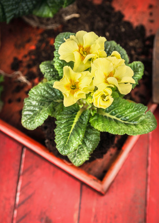 yellow primula with soil on red wooden backgroundの写真素材