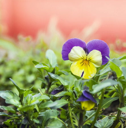 Yellow purple  pansy flower in garden on red backgroundの写真素材