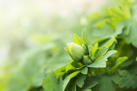 Green Spring bud  of flower on bokeh backgroundの写真素材