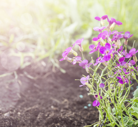 Pink Flower in Arabis in garden, sunshineの写真素材