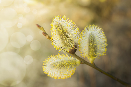 three yellow catkin on branch, at sunset, spring flowersの写真素材