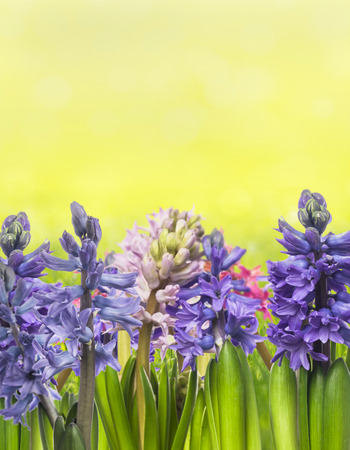 multicolored hyacinths on yellow backgroundの写真素材