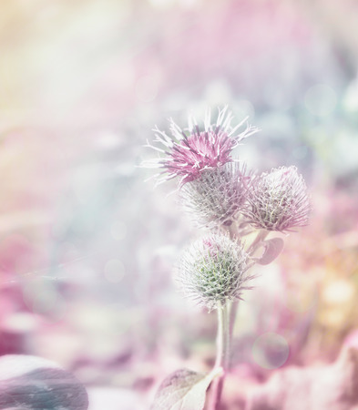 Mary thistle flowers on pastel toned backgroundの写真素材