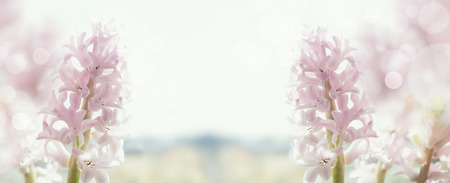 pastel hyacinths in back light, banner for websiteの写真素材