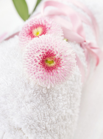 two Pink daisies flowers on White rolled up towel , close upの写真素材