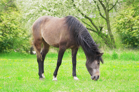 horse grazing on spring grass on background of cherry blossomsの写真素材