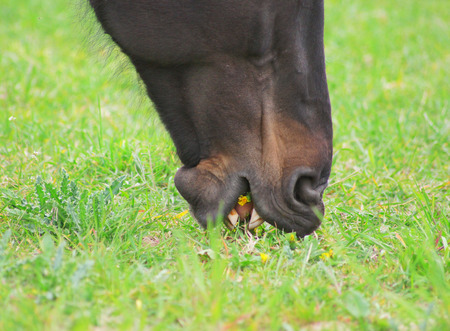 mouth horse grazing on spring grass with dandelions , detailsの写真素材