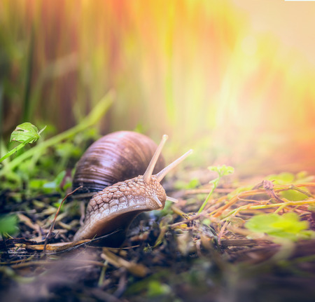 snail in sunset garden, close upの写真素材