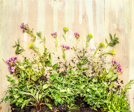 ground cover plant with root and blooming  on rustic wooden backgrund, top viewの写真素材