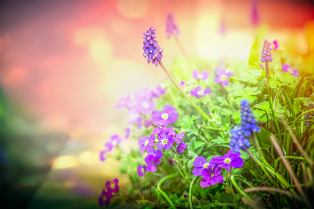 Purple garden flowers in back light on blurred nature background, close upの写真素材