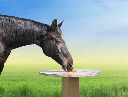 Black horse eating carrots on table over pasture and skyの写真素材
