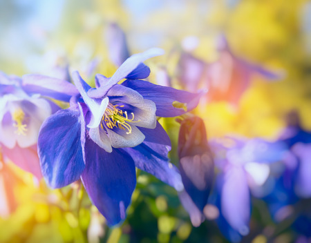 Columbine flowers in sun light close upの写真素材