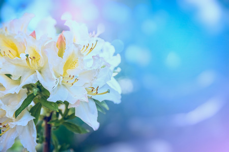 white yellow rhododendron flowers in morning light in garden close upの写真素材