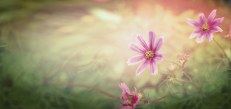 Sunset flowers on nature background banner for website