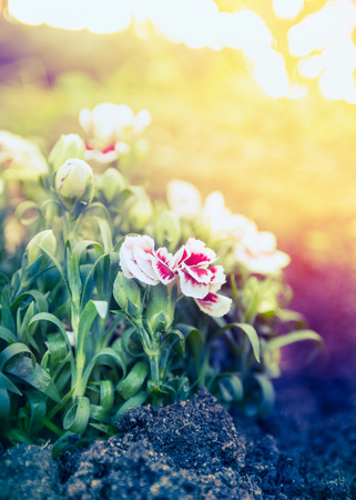 Pretty carnation flowers in sunset light in Garden Bed outdoorの写真素材