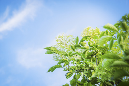 Elder blossom on sky background outdoor