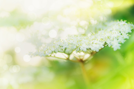 Beautiful Elder blossom close up