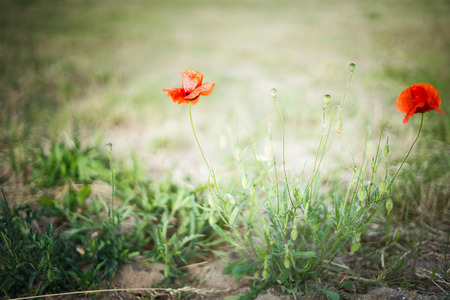 Wild poppy flowers on blurred nature backgroundの写真素材