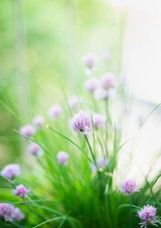 chives flowers on herb garden backgroundの写真素材