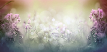 Wild flowers and herbs on plans for blurred nature background, banner for websiteの写真素材