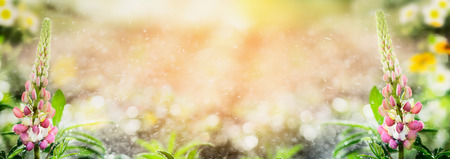 Garden background with lupines flowers, banner for website