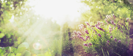 Summer garden background with lavender and Sun rays , banner for website with gardening concept
